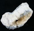 Golden Calcite Crystal Clam Fossil #6548-1